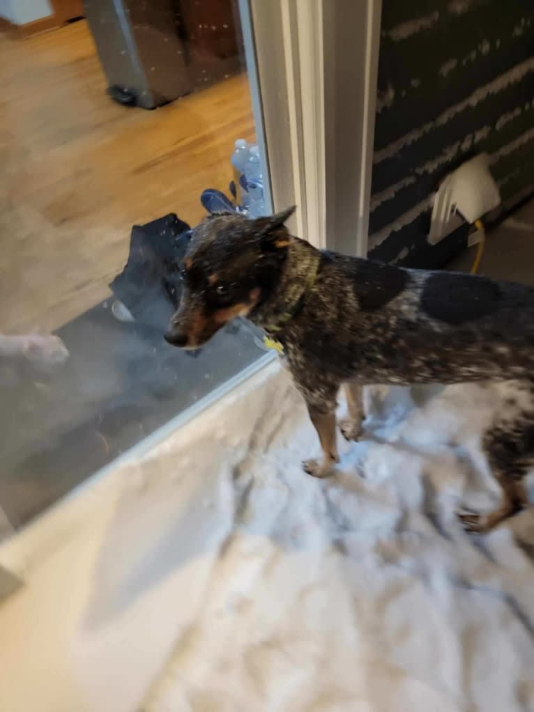 Whoppers, an Australian Cattle Dog tested with EmbarkVet.com