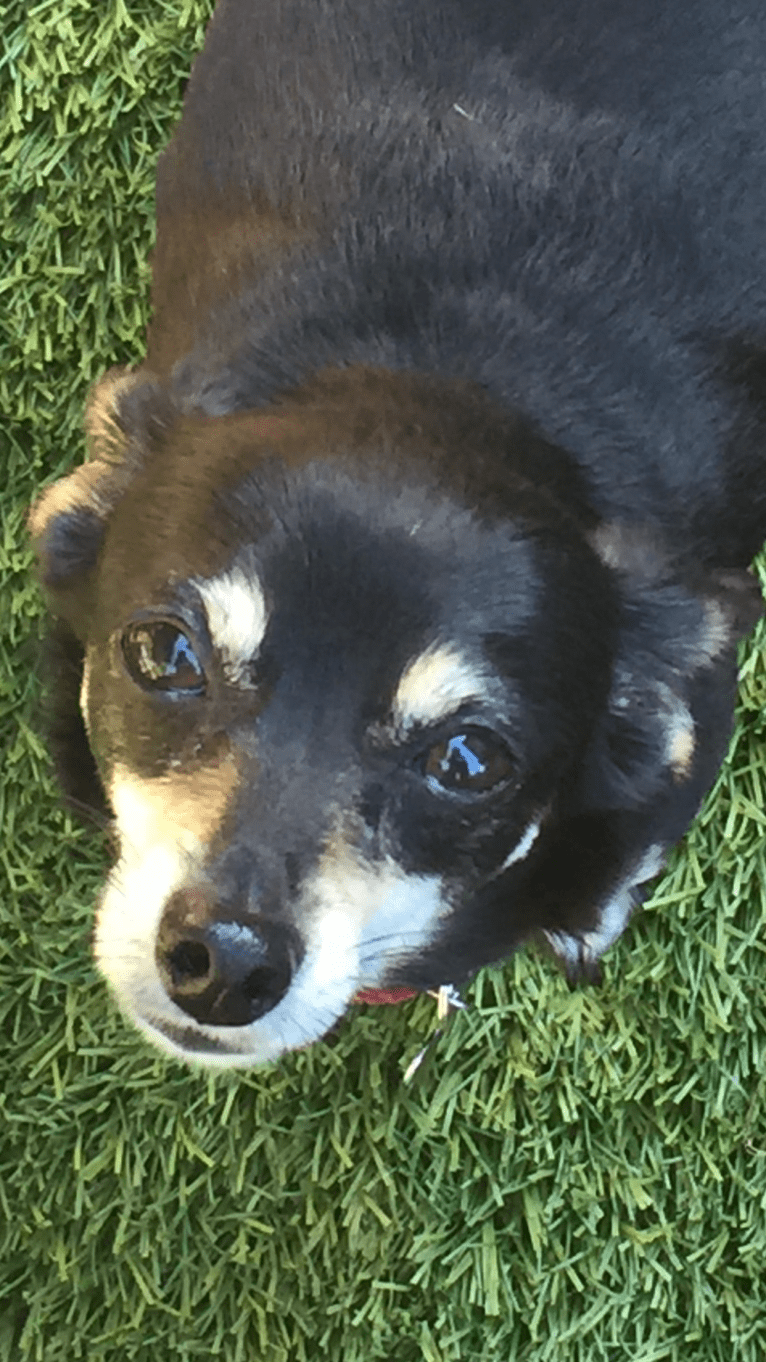 Jake, a Chihuahua and Dachshund mix tested with EmbarkVet.com