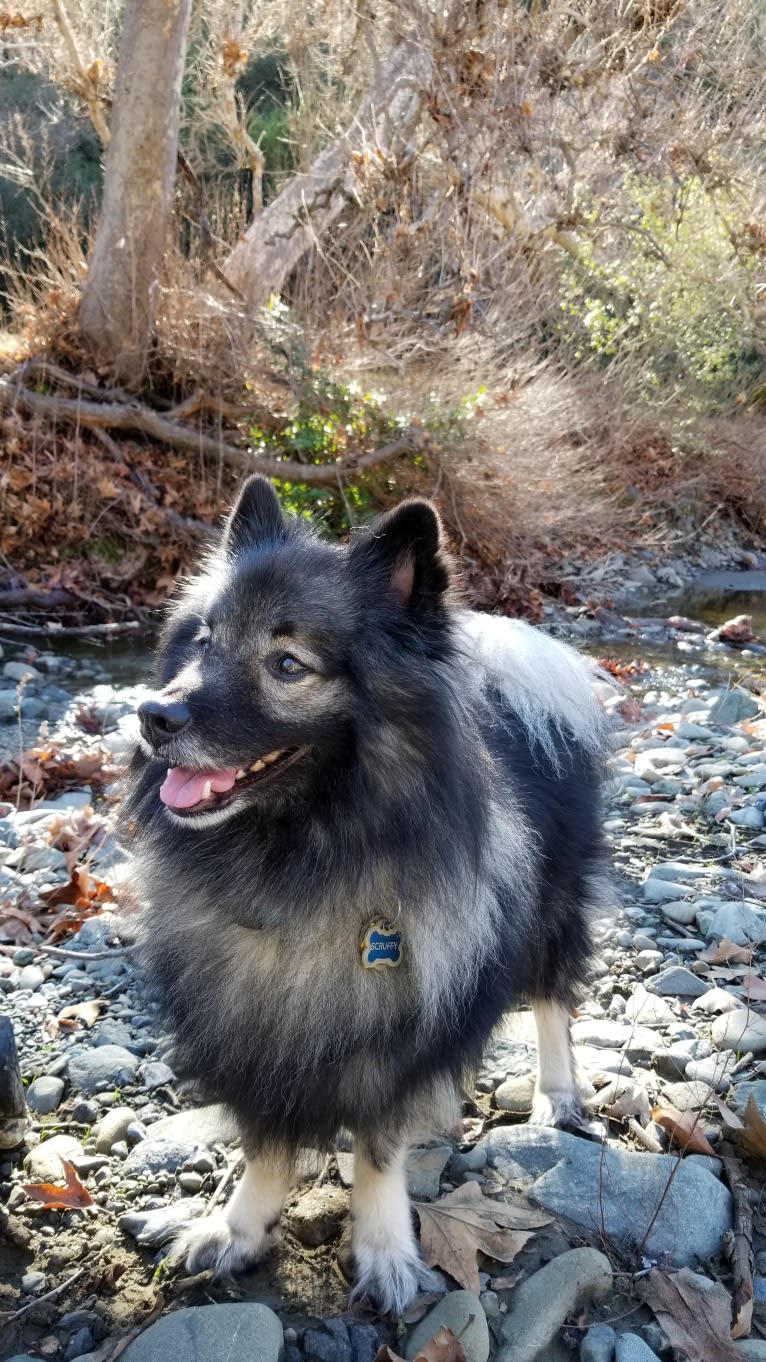 Scruffy, a Keeshond tested with EmbarkVet.com