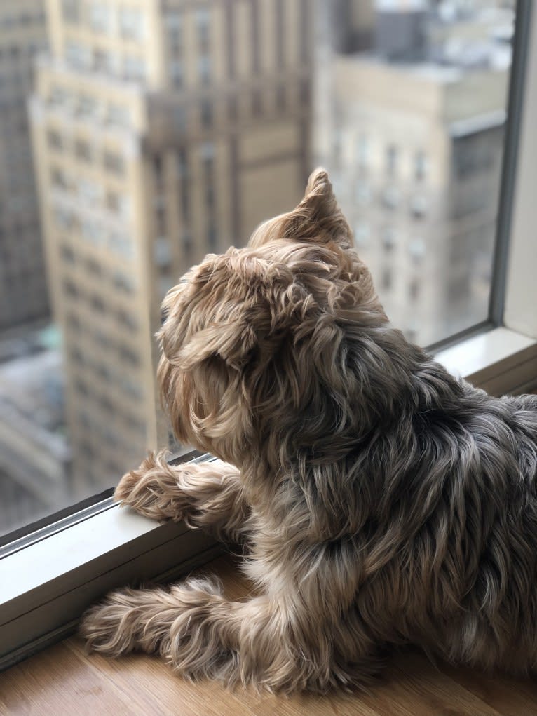 Winston, a Yorkshire Terrier tested with EmbarkVet.com