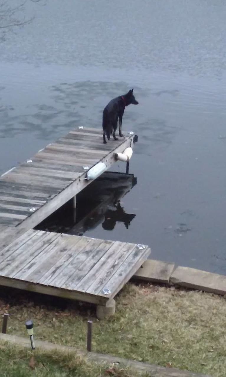 Roxy, a German Shepherd Dog tested with EmbarkVet.com