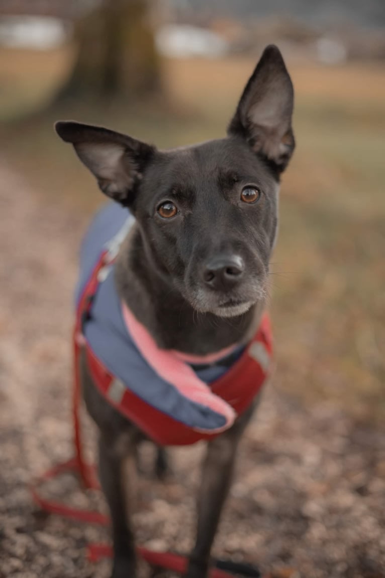 Luna, a Puli and Chinese Shar-Pei mix tested with EmbarkVet.com