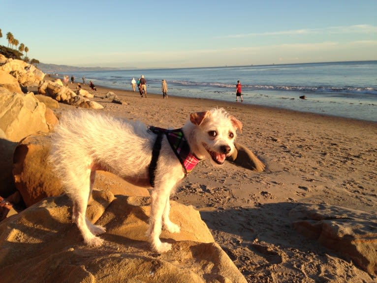 Coleen, a Rat Terrier and Poodle (Small) mix tested with EmbarkVet.com