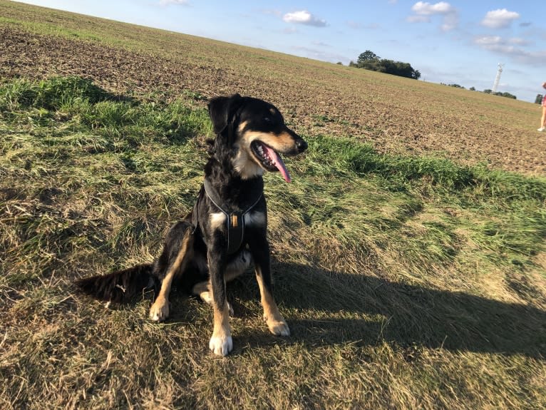 Cashew, a Border Collie and Labrador Retriever mix tested with EmbarkVet.com