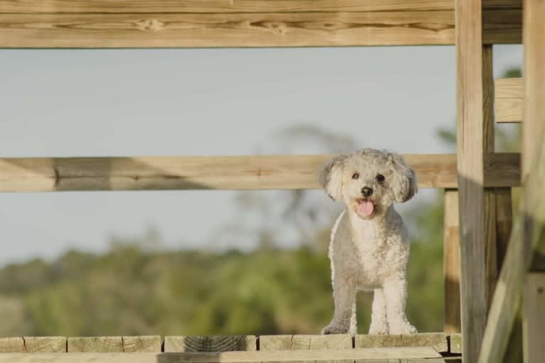 Opee, a Poodle (Small) and Chihuahua mix tested with EmbarkVet.com