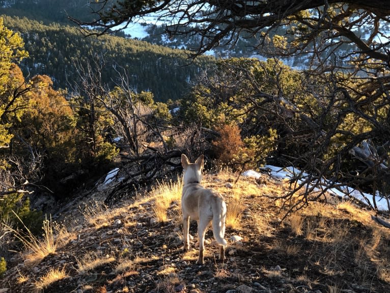 Pearl, an Australian Cattle Dog and Labrador Retriever mix tested with EmbarkVet.com