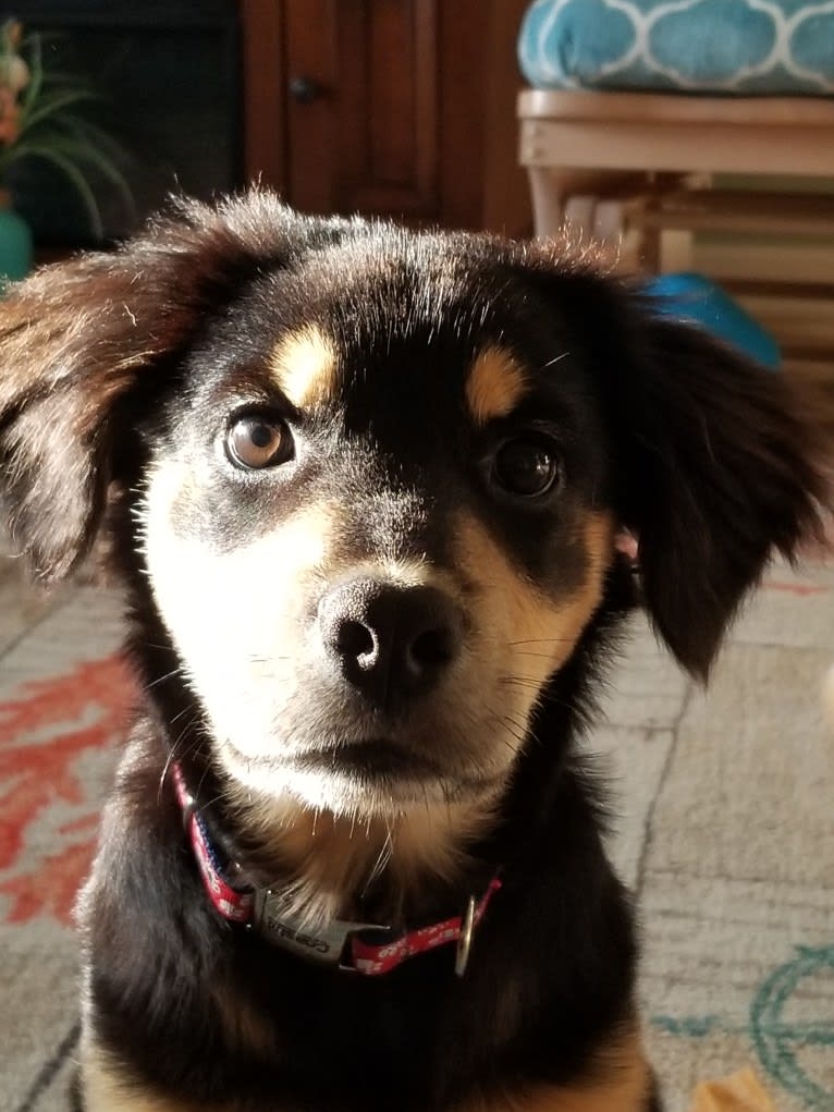 Sammy, a Chow Chow and Cocker Spaniel mix tested with EmbarkVet.com