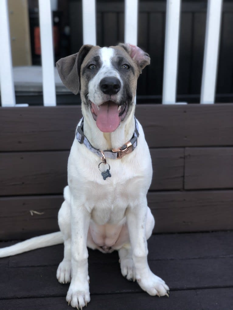 Lilly, a Great Pyrenees and Labrador Retriever mix tested with EmbarkVet.com