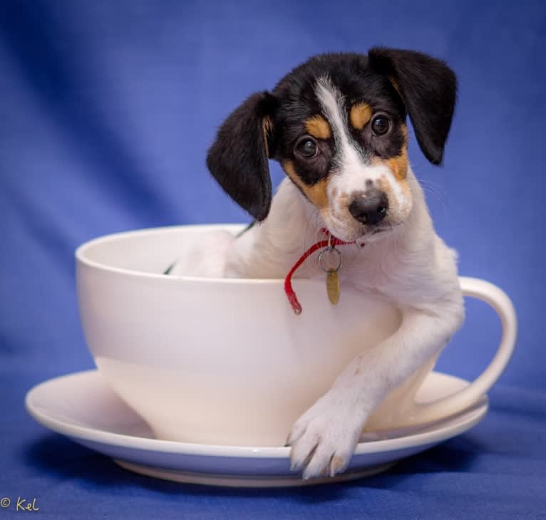 Bailey “BeeBee”, an Australian Shepherd and Labrador Retriever mix tested with EmbarkVet.com