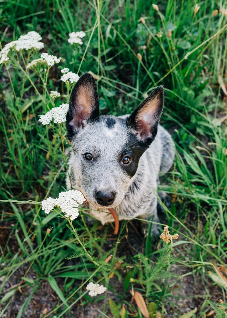 Ranger, an Australian Cattle Dog tested with EmbarkVet.com