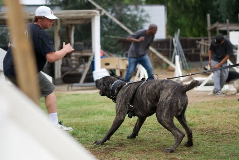 Artie, a Cane Corso tested with EmbarkVet.com