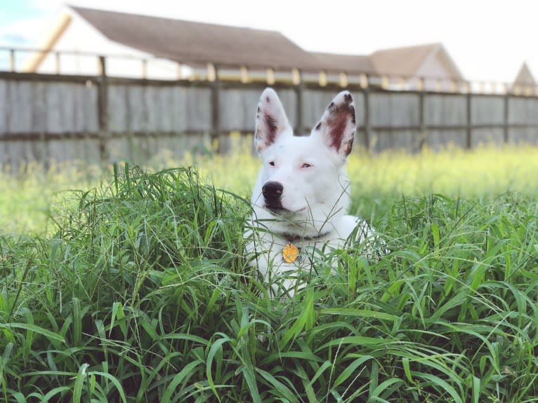 Finn, an Australian Cattle Dog and Australian Shepherd mix tested with EmbarkVet.com