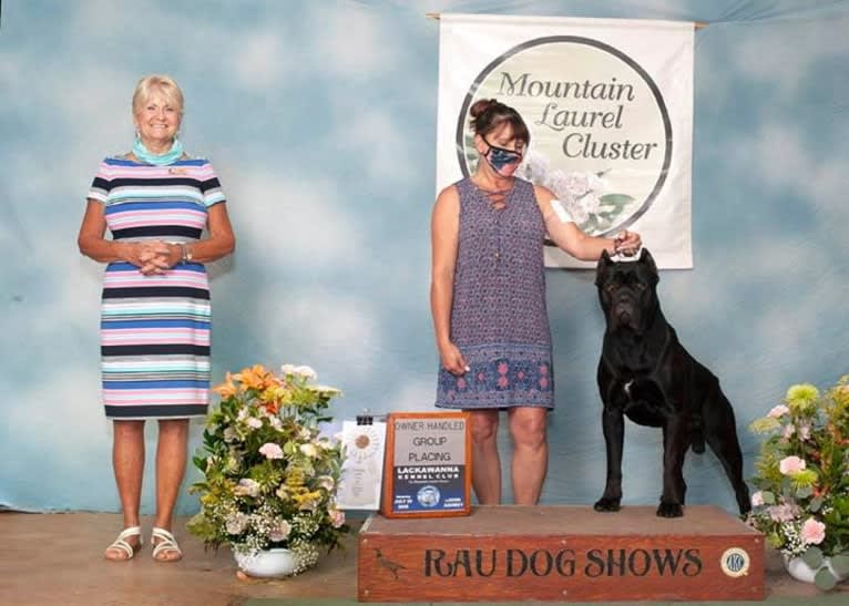Diesel, a Cane Corso tested with EmbarkVet.com