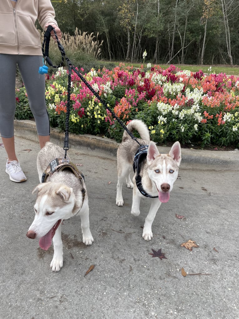 Azul, a Siberian Husky and Alaskan Malamute mix tested with EmbarkVet.com