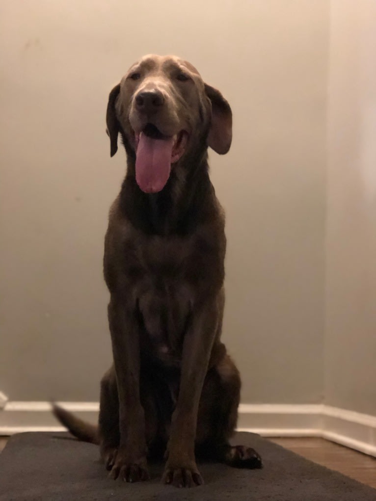 Bruno, a Labrador Retriever tested with EmbarkVet.com
