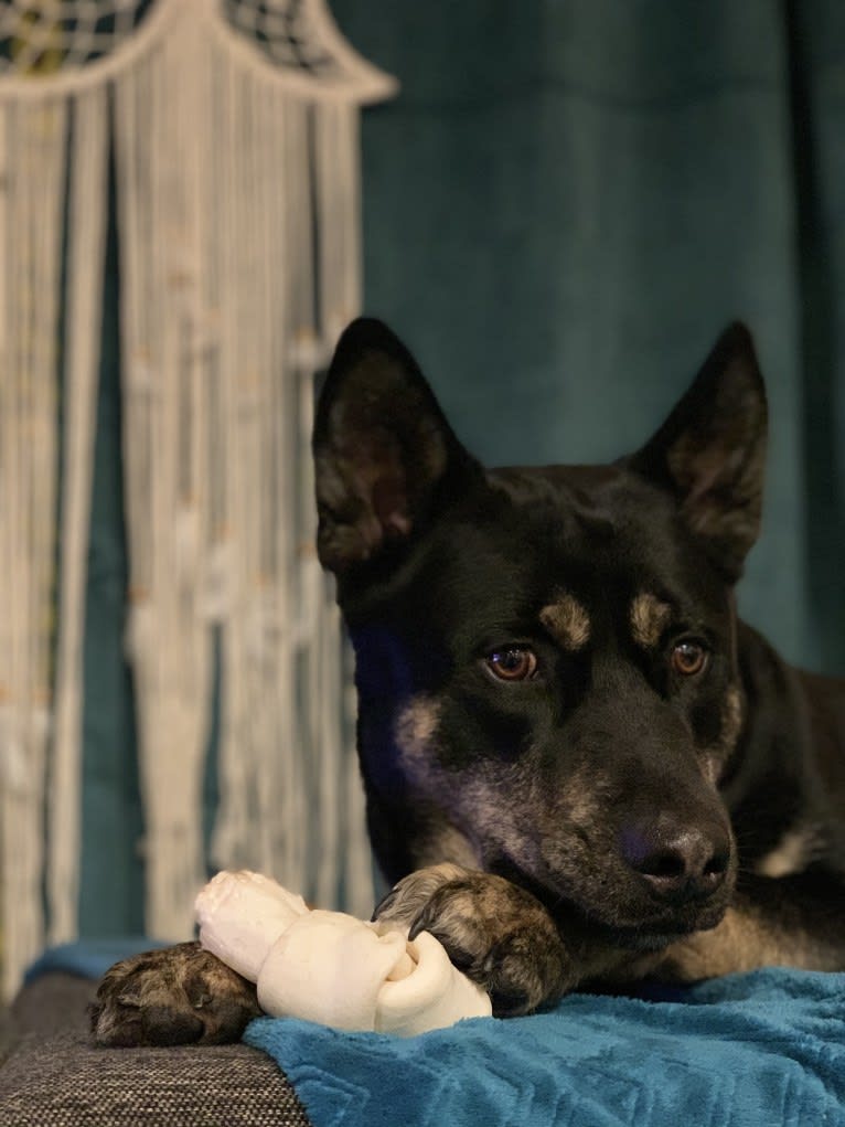 Rome, a Siberian Husky and Labrador Retriever mix tested with EmbarkVet.com