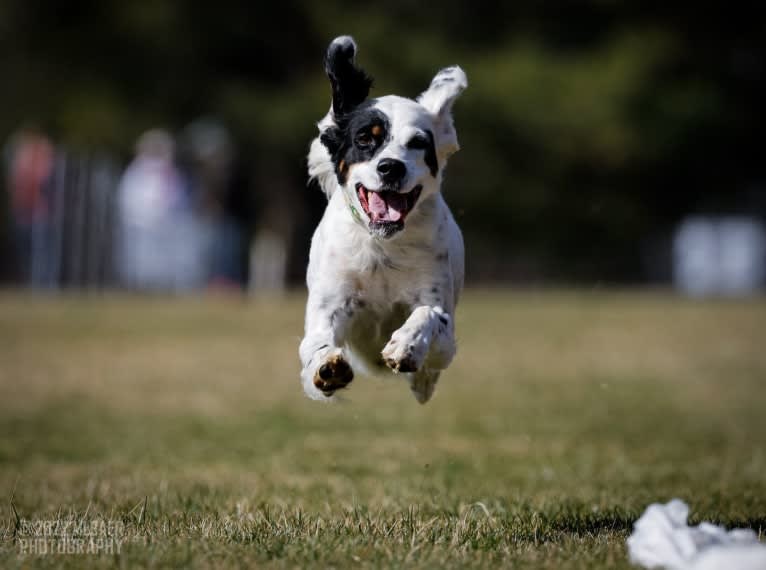 Gemma, a Llewellin Setter tested with EmbarkVet.com