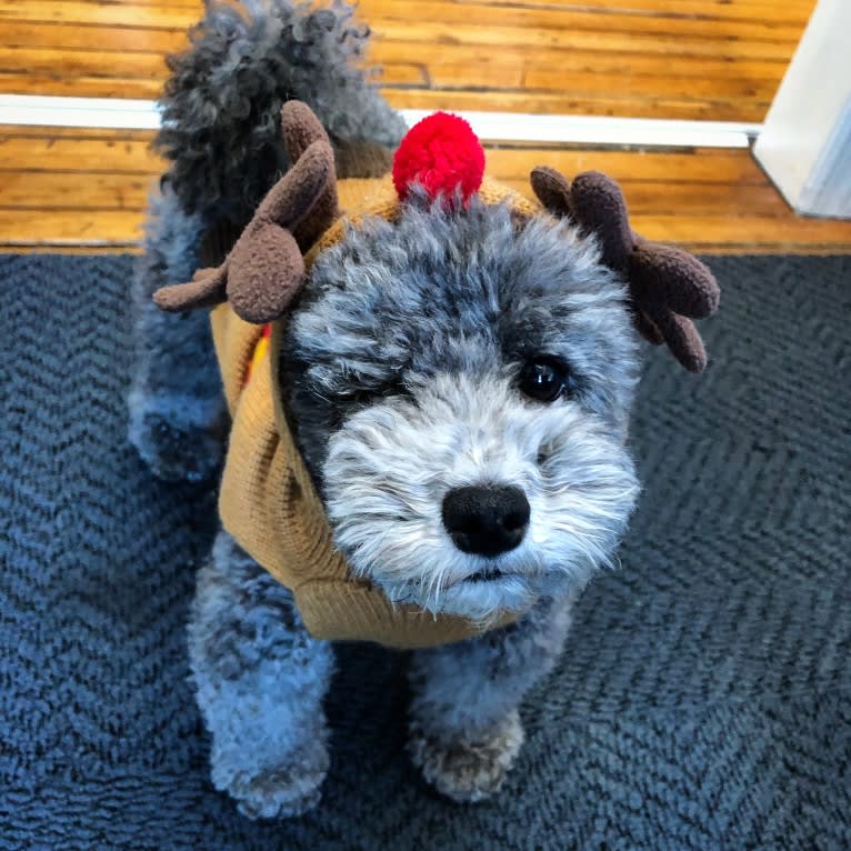 Roger, a Poodle (Small) tested with EmbarkVet.com