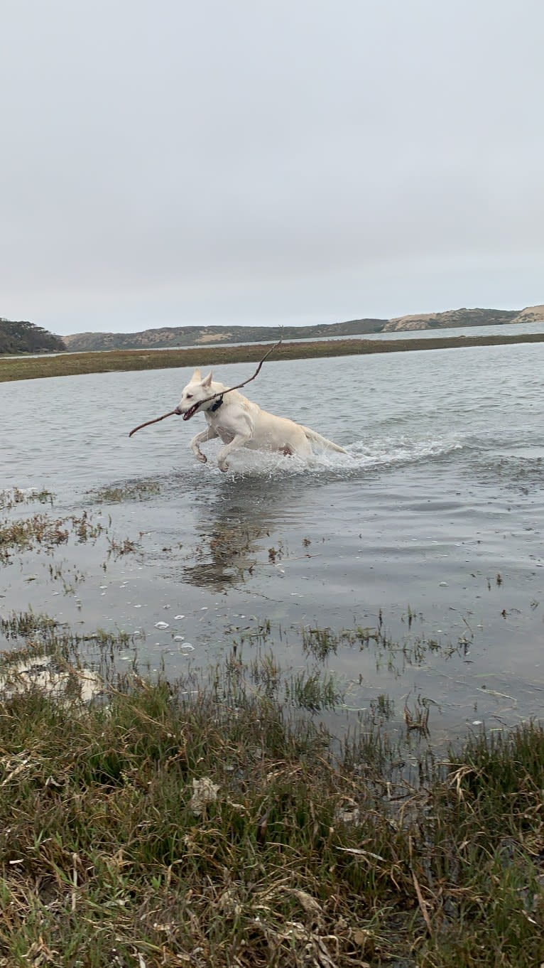 Bella, a German Shepherd Dog tested with EmbarkVet.com