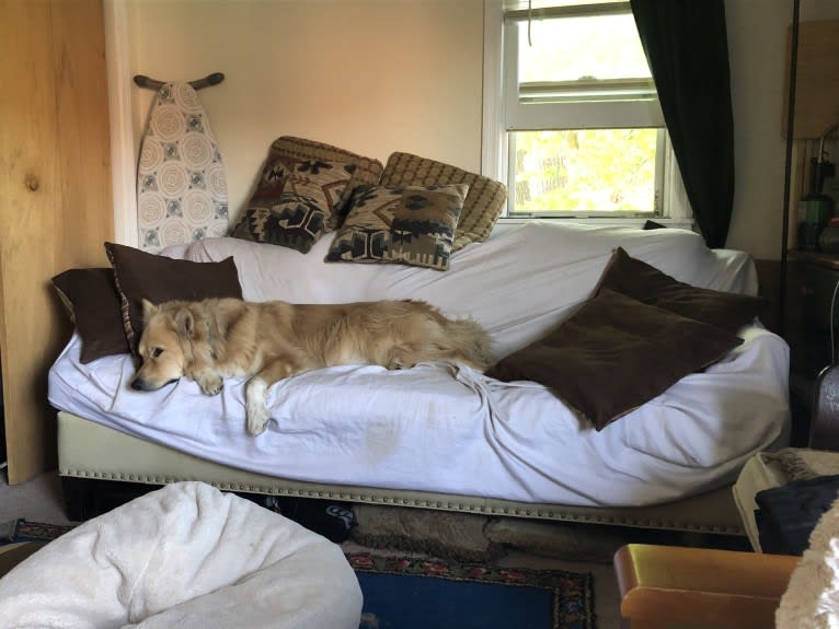 Teddy Bear, an Alaskan Malamute and Australian Shepherd mix tested with EmbarkVet.com