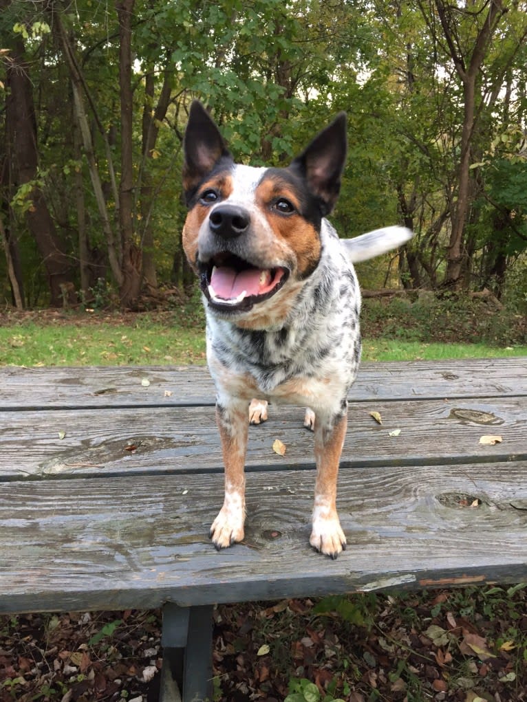 April, an Australian Cattle Dog and Border Collie mix tested with EmbarkVet.com