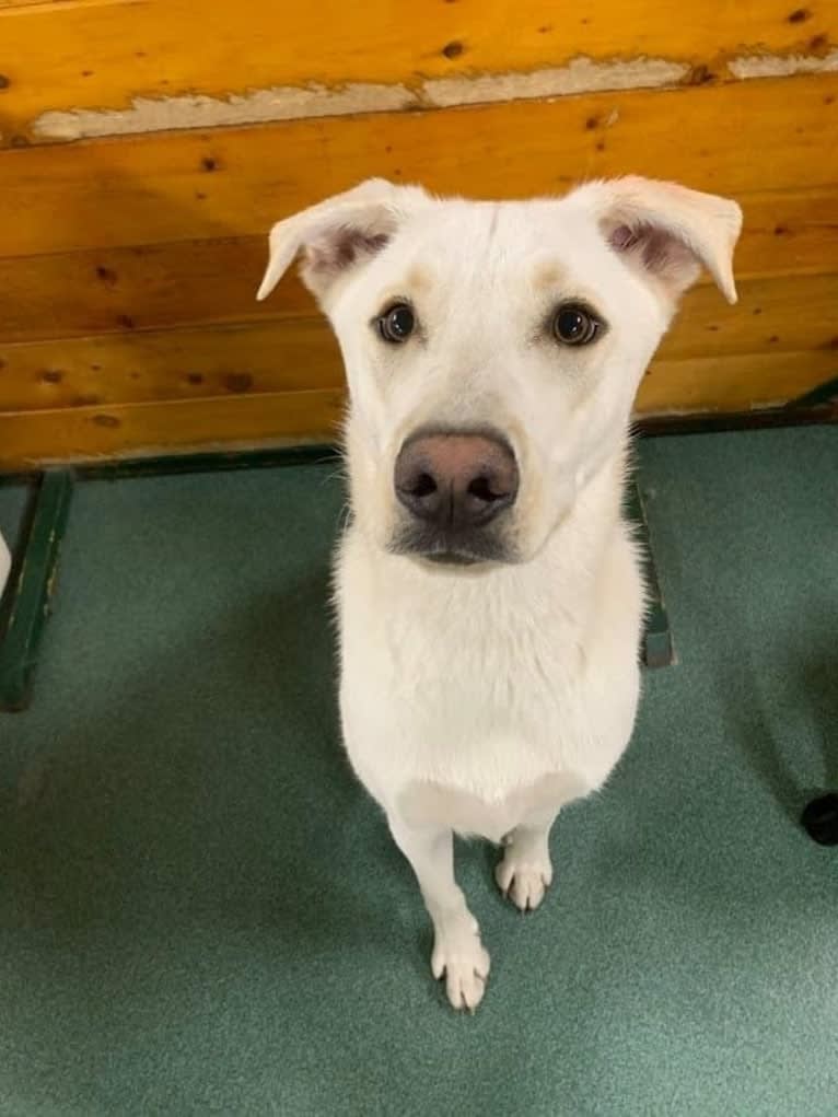 Colt, a Siberian Husky and American Bulldog mix tested with EmbarkVet.com