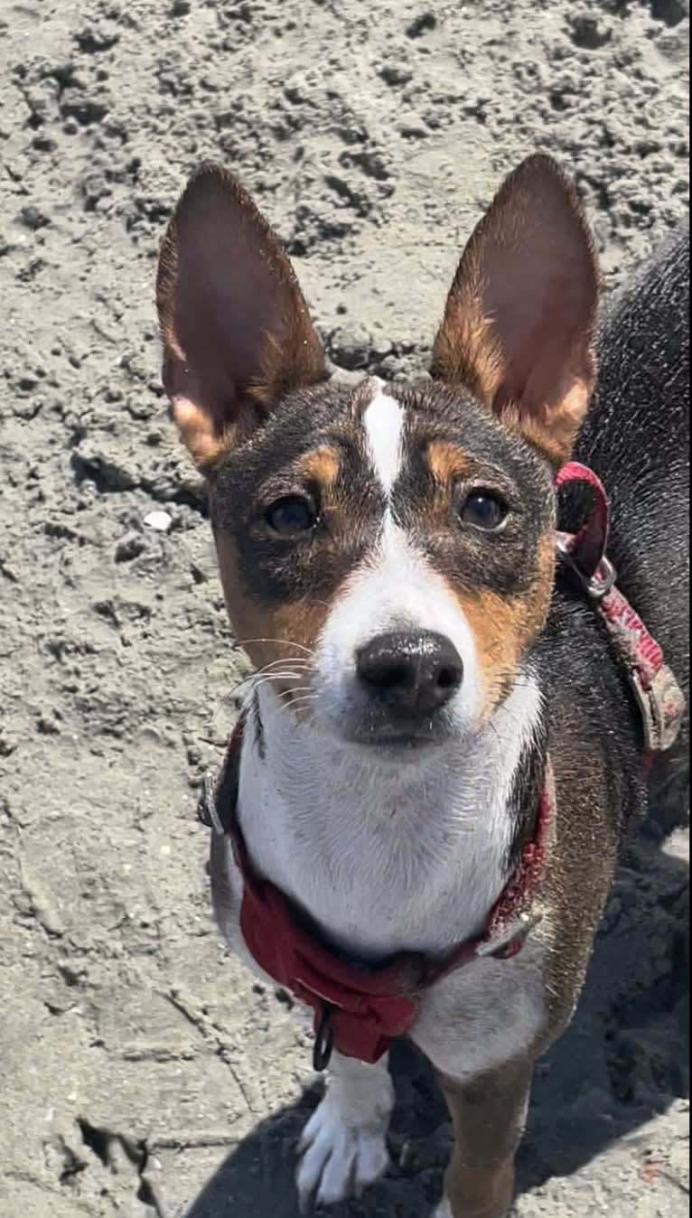 Cocoa, a Basenji tested with EmbarkVet.com