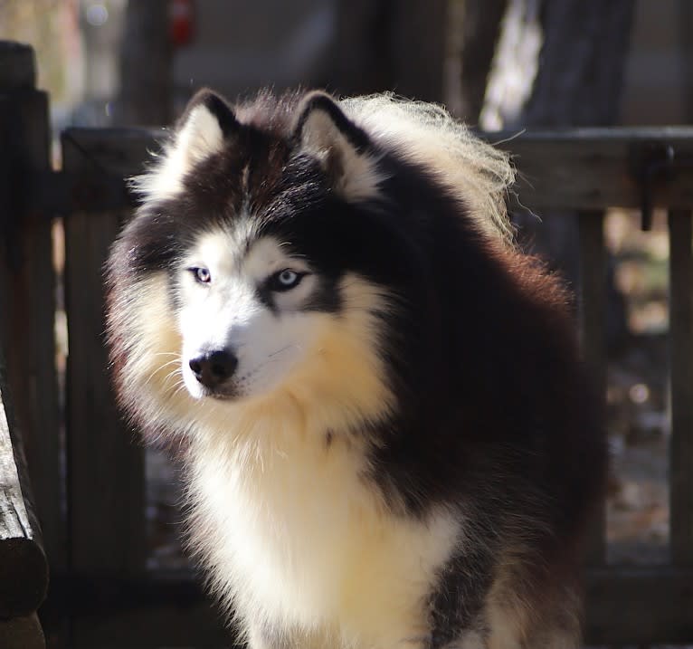 Padfoot, a Siberian Husky tested with EmbarkVet.com