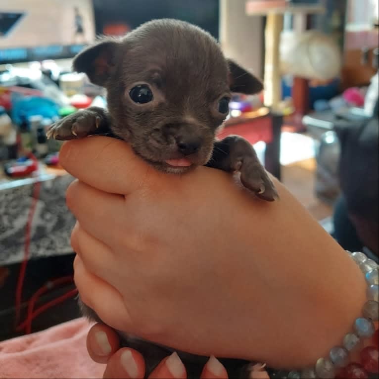 Barry, a Chihuahua and Poodle (Small) mix tested with EmbarkVet.com