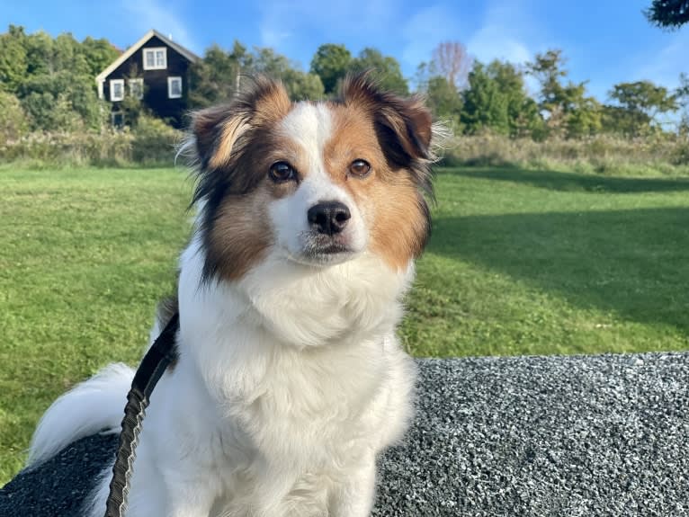 Cooper, an Australian Cattle Dog and Shih Tzu mix tested with EmbarkVet.com