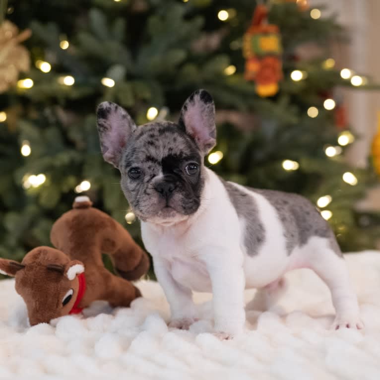 Macho, a French Bulldog tested with EmbarkVet.com