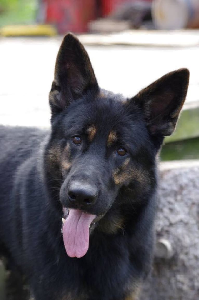 Vortex, a German Shepherd Dog tested with EmbarkVet.com