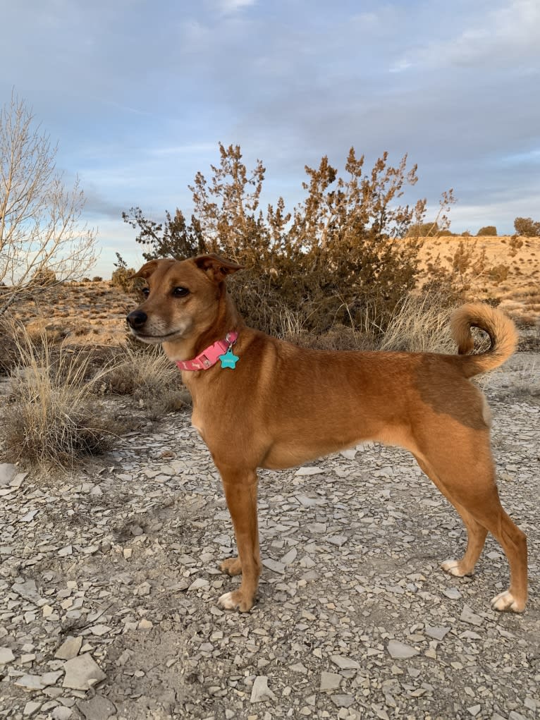 Sasha, a Russell-type Terrier and Labrador Retriever mix tested with EmbarkVet.com