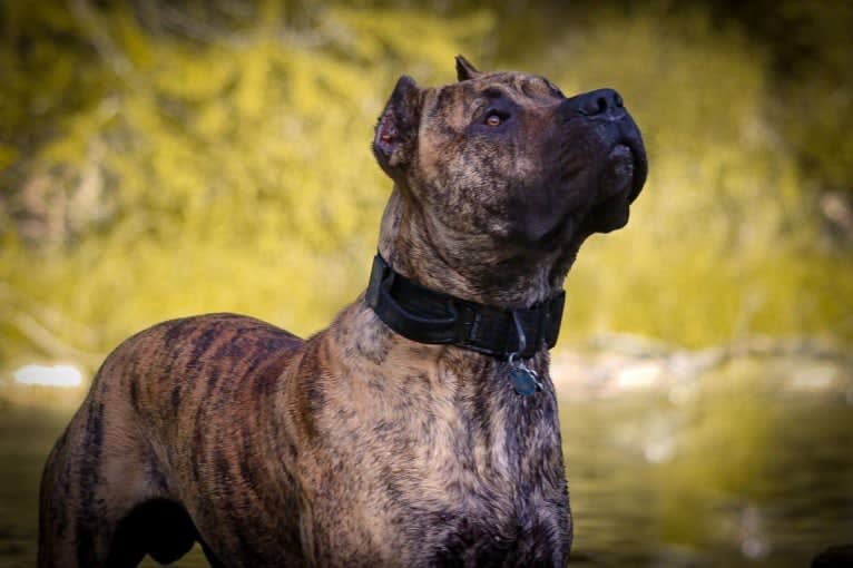 Jäger, a Perro de Presa Canario tested with EmbarkVet.com