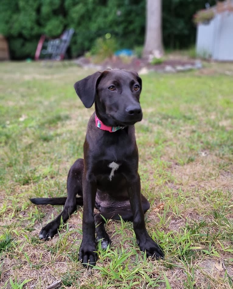 Harper, an American Pit Bull Terrier and Australian Shepherd mix tested with EmbarkVet.com