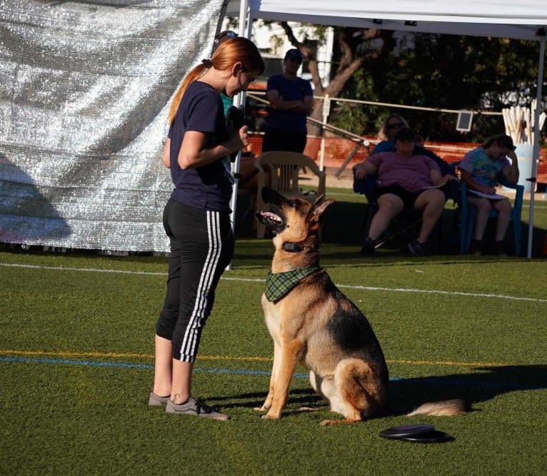 Jonas, a German Shepherd Dog tested with EmbarkVet.com