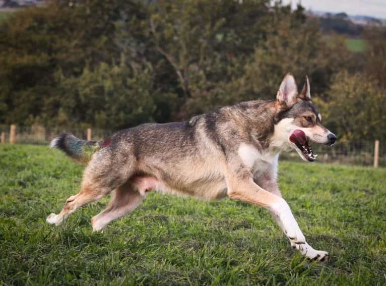 Koda, a German Shepherd Dog and Siberian Husky mix tested with EmbarkVet.com