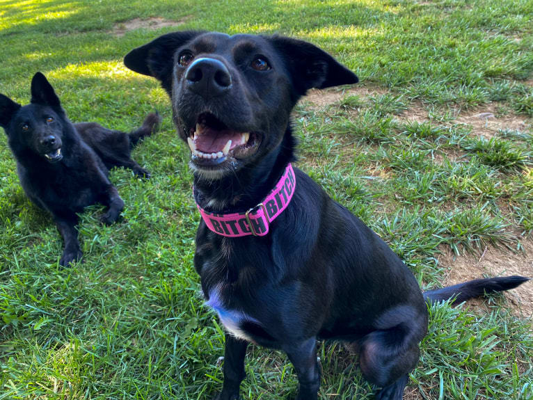 Nala, a Border Collie and American Pit Bull Terrier mix tested with EmbarkVet.com