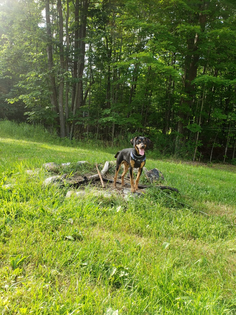 Boone, a Catahoula Leopard Dog and Poodle (Small) mix tested with EmbarkVet.com