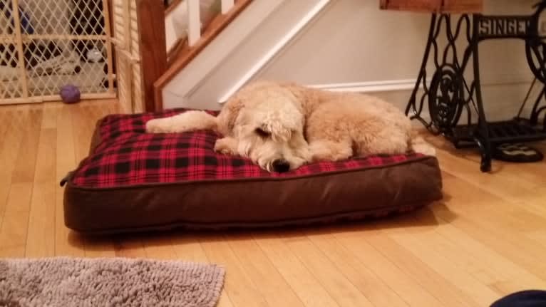 Desmond, a Soft Coated Wheaten Terrier tested with EmbarkVet.com