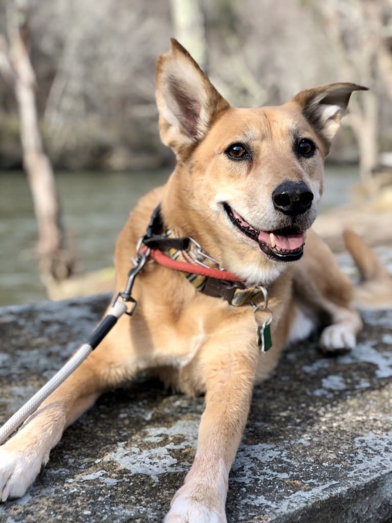 Bradley, a Chow Chow and German Shepherd Dog mix tested with EmbarkVet.com