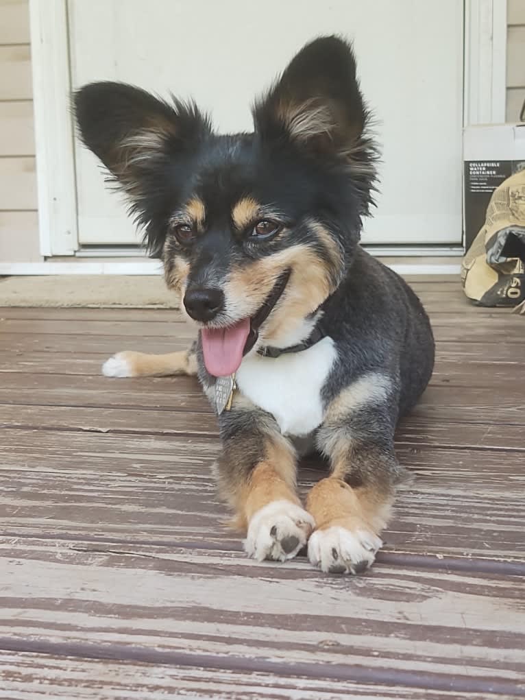 Scamp (a.k.a. Skamp), an Australian Shepherd tested with EmbarkVet.com