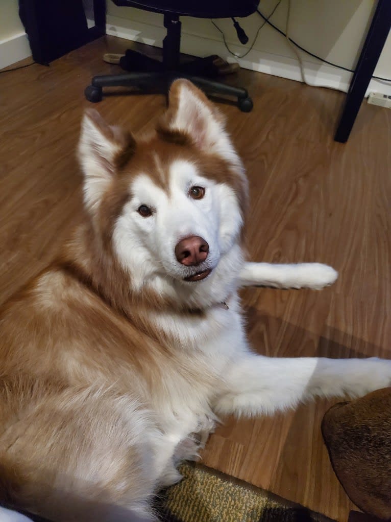 Loki, a Siberian Husky tested with EmbarkVet.com