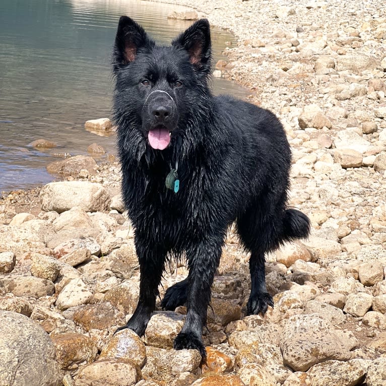 Valor Vom Hof Grebe, a German Shepherd Dog tested with EmbarkVet.com