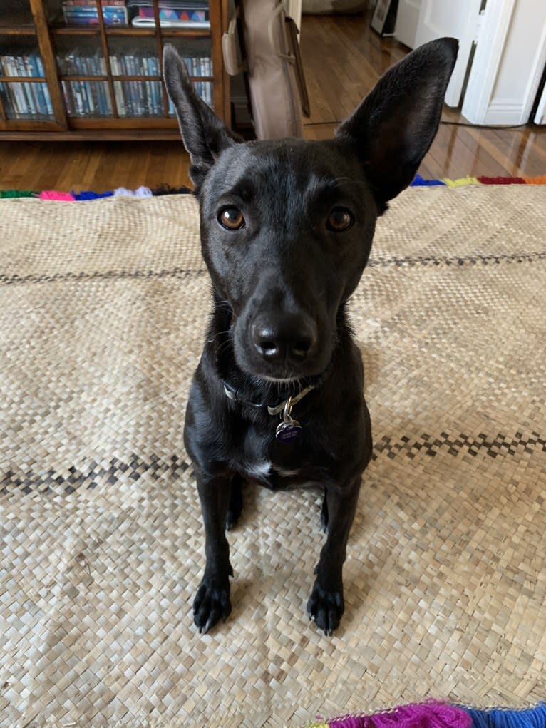 Lovo, a Melanesian Village Dog tested with EmbarkVet.com