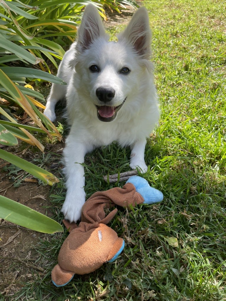 Bolt Sanford, an American Eskimo Dog tested with EmbarkVet.com