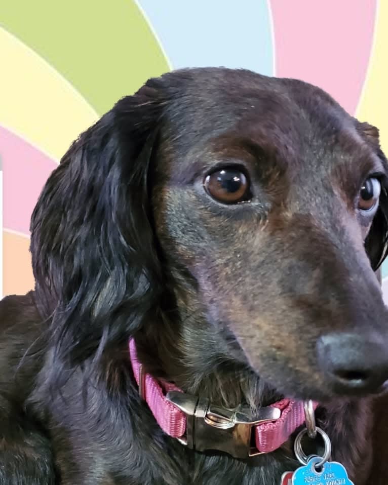 Maggie, a Dachshund tested with EmbarkVet.com