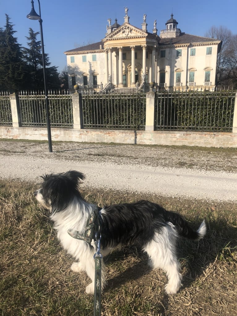 Pepe, an European Village Dog and Maltese mix tested with EmbarkVet.com