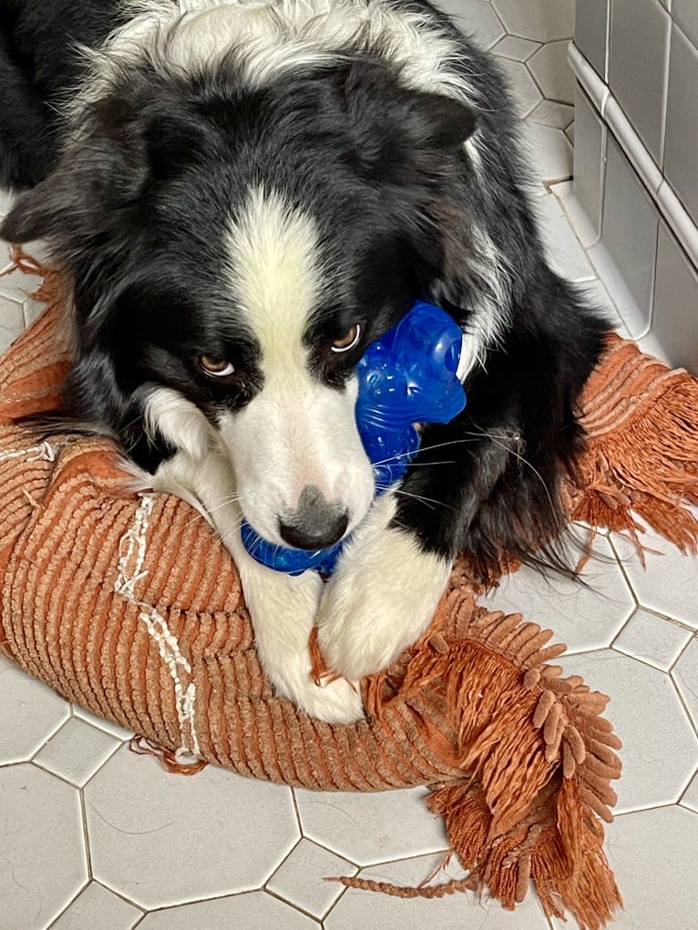 Angel, a Border Collie tested with EmbarkVet.com