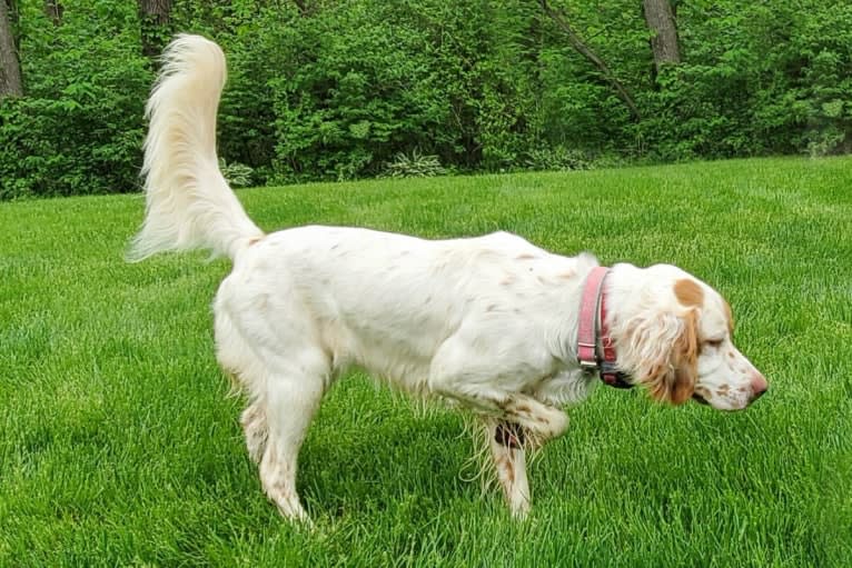 Savvy, a Llewellin Setter tested with EmbarkVet.com
